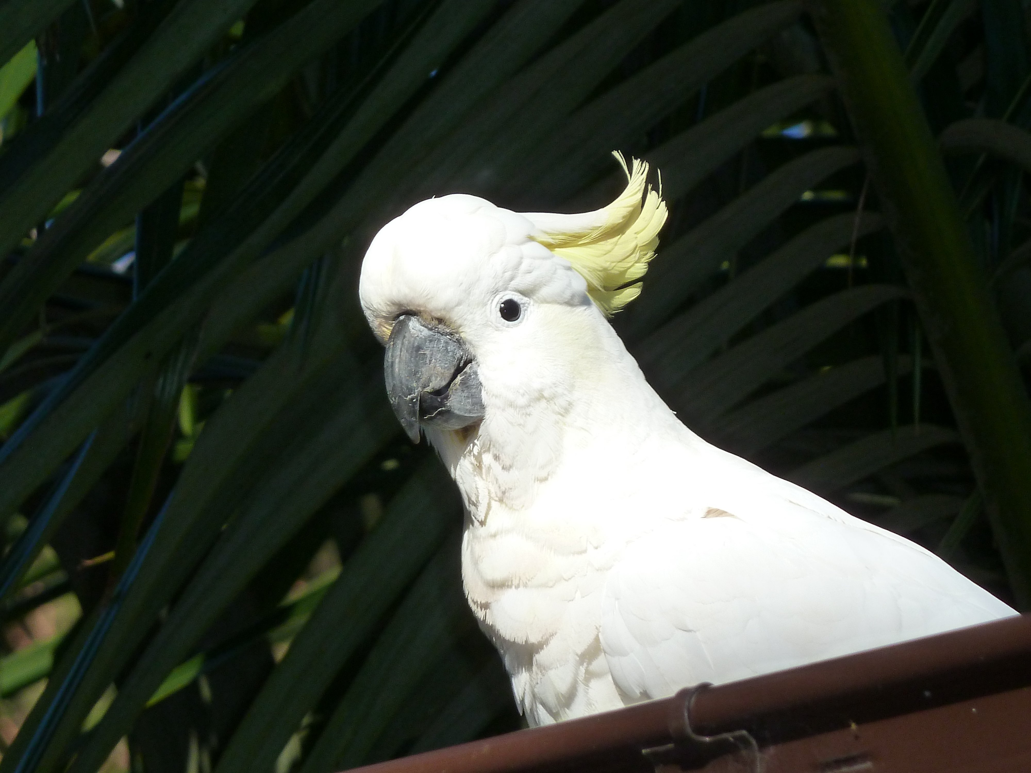 cockatoo, Parrot, Bird, Tropical,  18 , Jpg Wallpaper