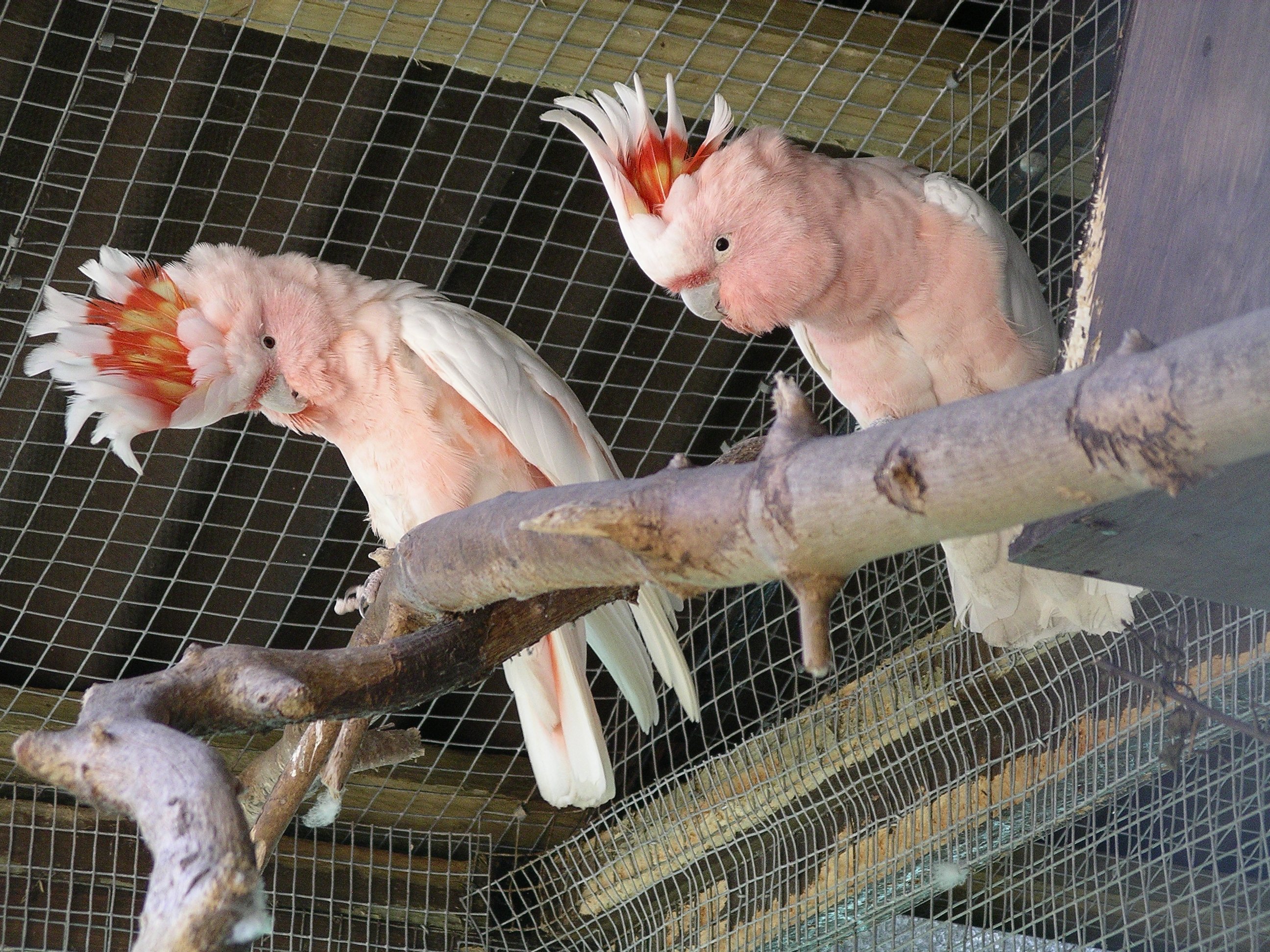 cockatoo, Parrot, Bird, Tropical,  12 , Jpg Wallpaper