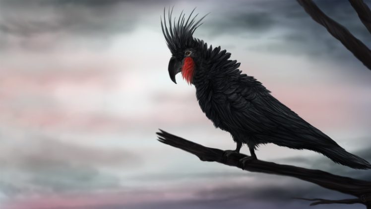 cockatoo, Parrot, Bird, Tropical,  21 HD Wallpaper Desktop Background