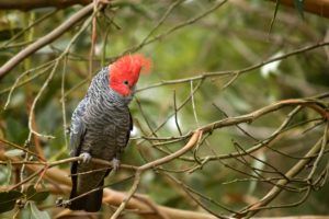 cockatoo, Parrot, Bird, Tropical,  20