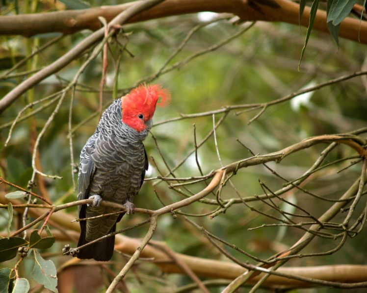 cockatoo, Parrot, Bird, Tropical,  20 HD Wallpaper Desktop Background