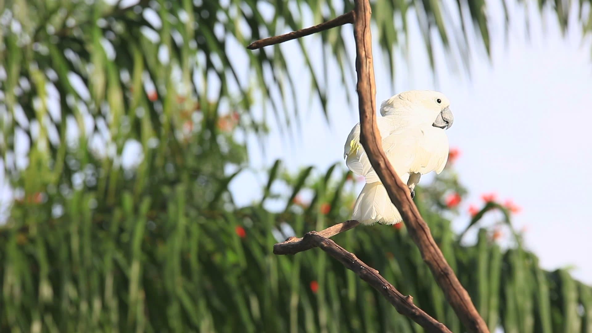cockatoo, Parrot, Bird, Tropical,  28 Wallpaper