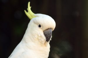 cockatoo, Parrot, Bird, Tropical,  29