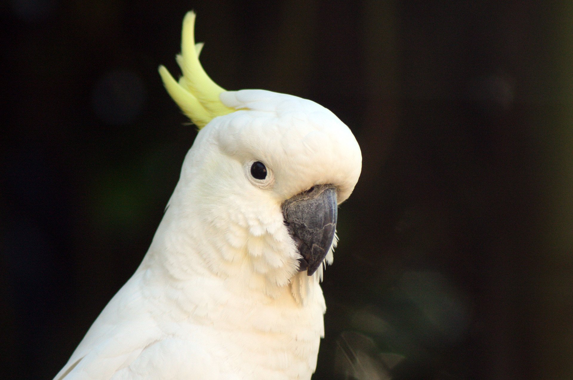 picture of a cockatoo bird