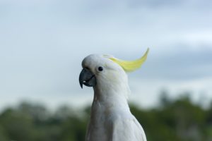 cockatoo, Parrot, Bird, Tropical,  30
