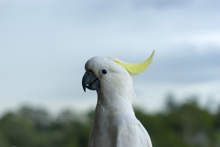 cockatoo, Parrot, Bird, Tropical,  30 HD Wallpaper Desktop Background