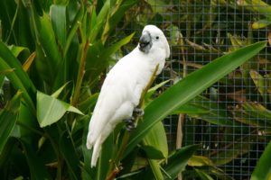 cockatoo, Parrot, Bird, Tropical,  32