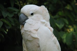 cockatoo, Parrot, Bird, Tropical,  27