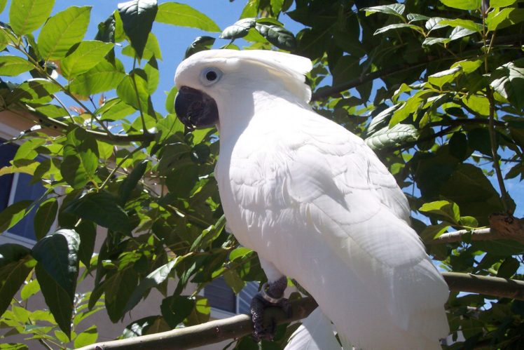 cockatoo, Parrot, Bird, Tropical,  34 HD Wallpaper Desktop Background