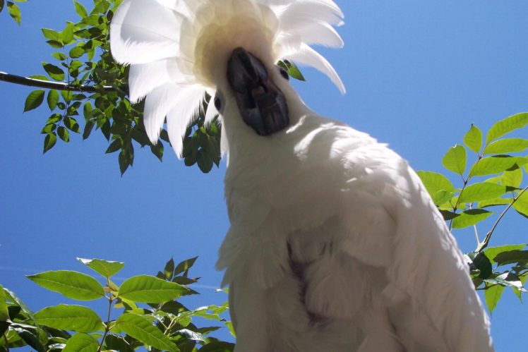 cockatoo, Parrot, Bird, Tropical,  33 HD Wallpaper Desktop Background