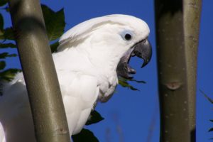 cockatoo, Parrot, Bird, Tropical,  35