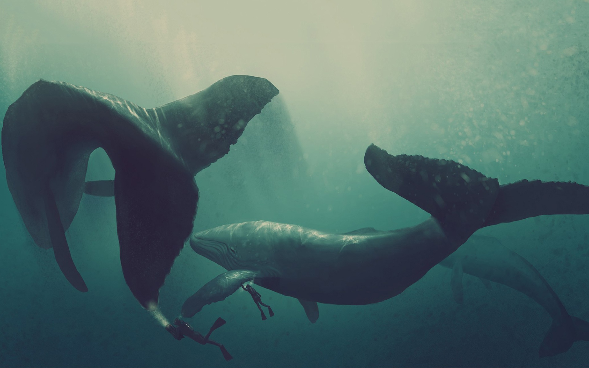 whales Wallpaper