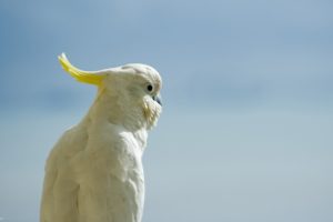cockatoo, Parrot, Bird, Tropical,  40