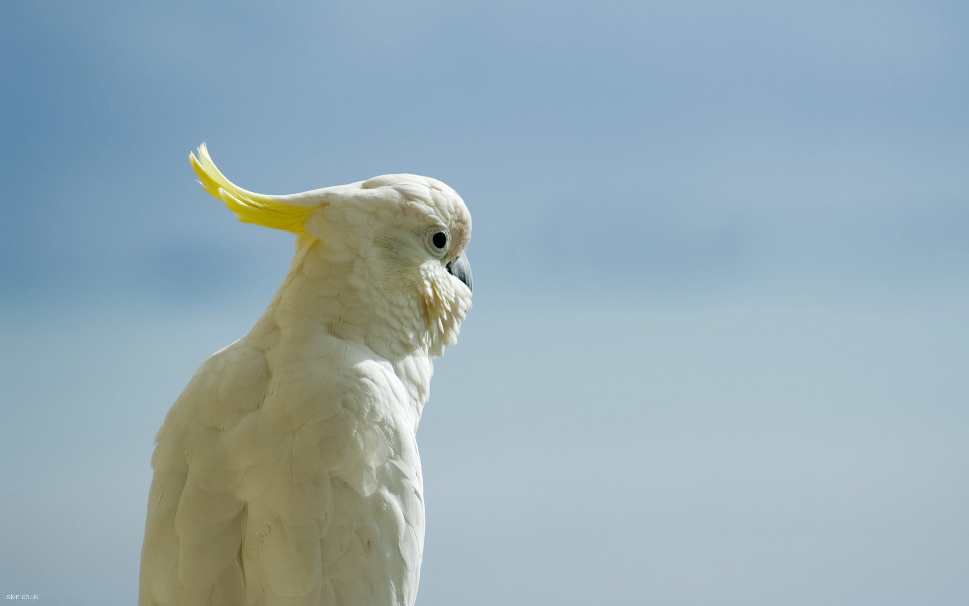 cockatoo, Parrot, Bird, Tropical,  40 Wallpaper