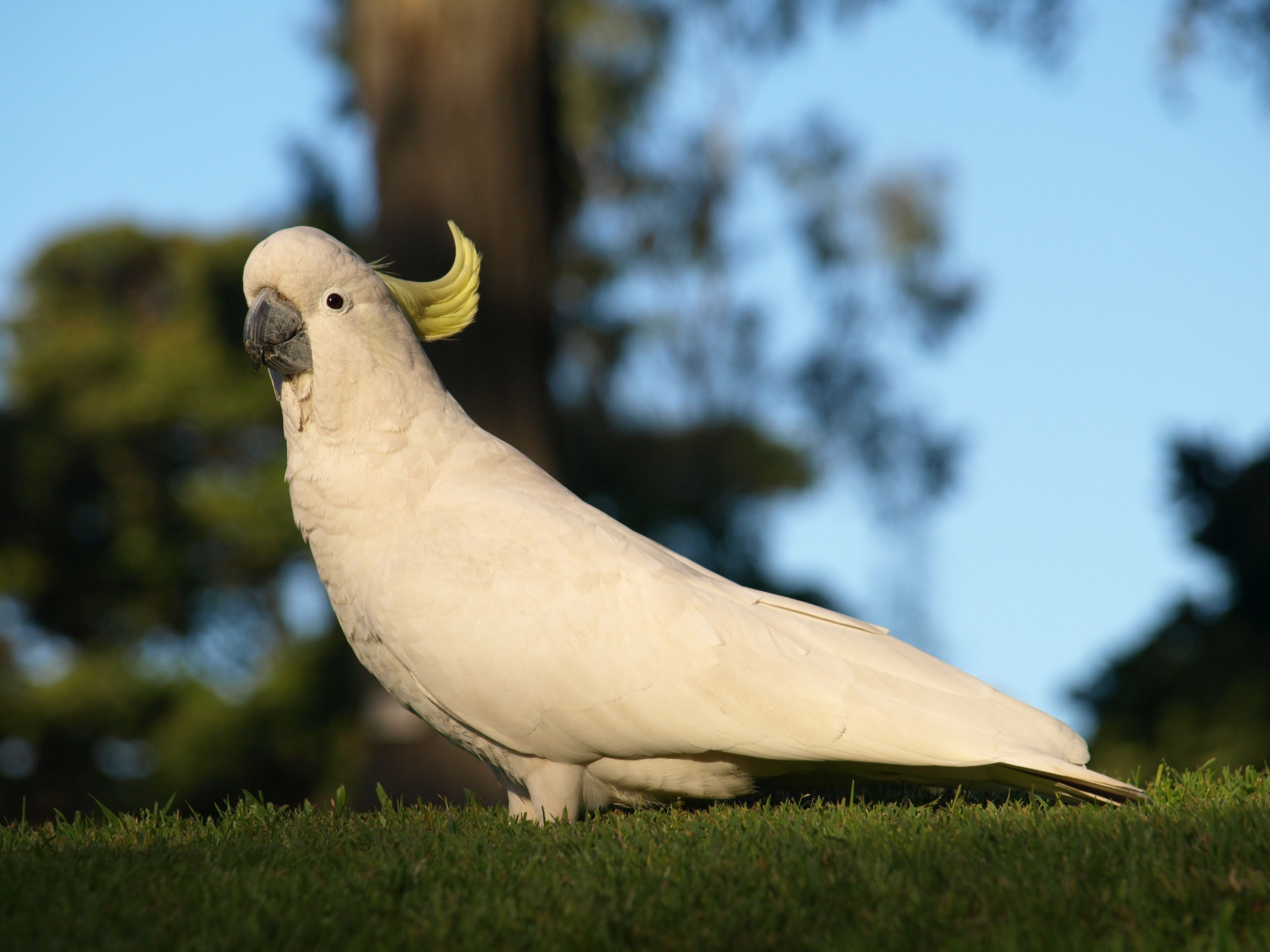 cockatoo, Parrot, Bird, Tropical,  43 Wallpaper