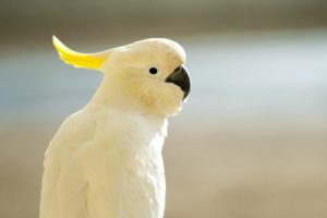 cockatoo, Parrot, Bird, Tropical,  41