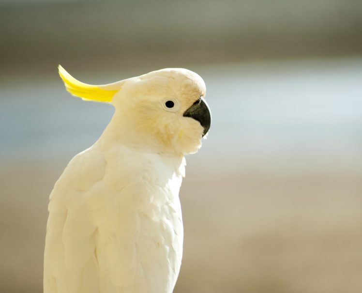 cockatoo, Parrot, Bird, Tropical,  41 HD Wallpaper Desktop Background