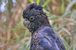 cockatoo, Parrot, Bird, Tropical,  37