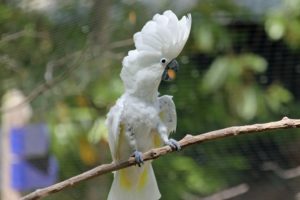 cockatoo, Parrot, Bird, Tropical,  42