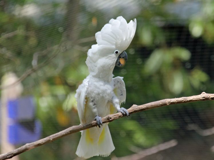 cockatoo, Parrot, Bird, Tropical,  42 HD Wallpaper Desktop Background