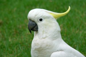 cockatoo, Parrot, Bird, Tropical,  39