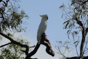 cockatoo, Parrot, Bird, Tropical,  44