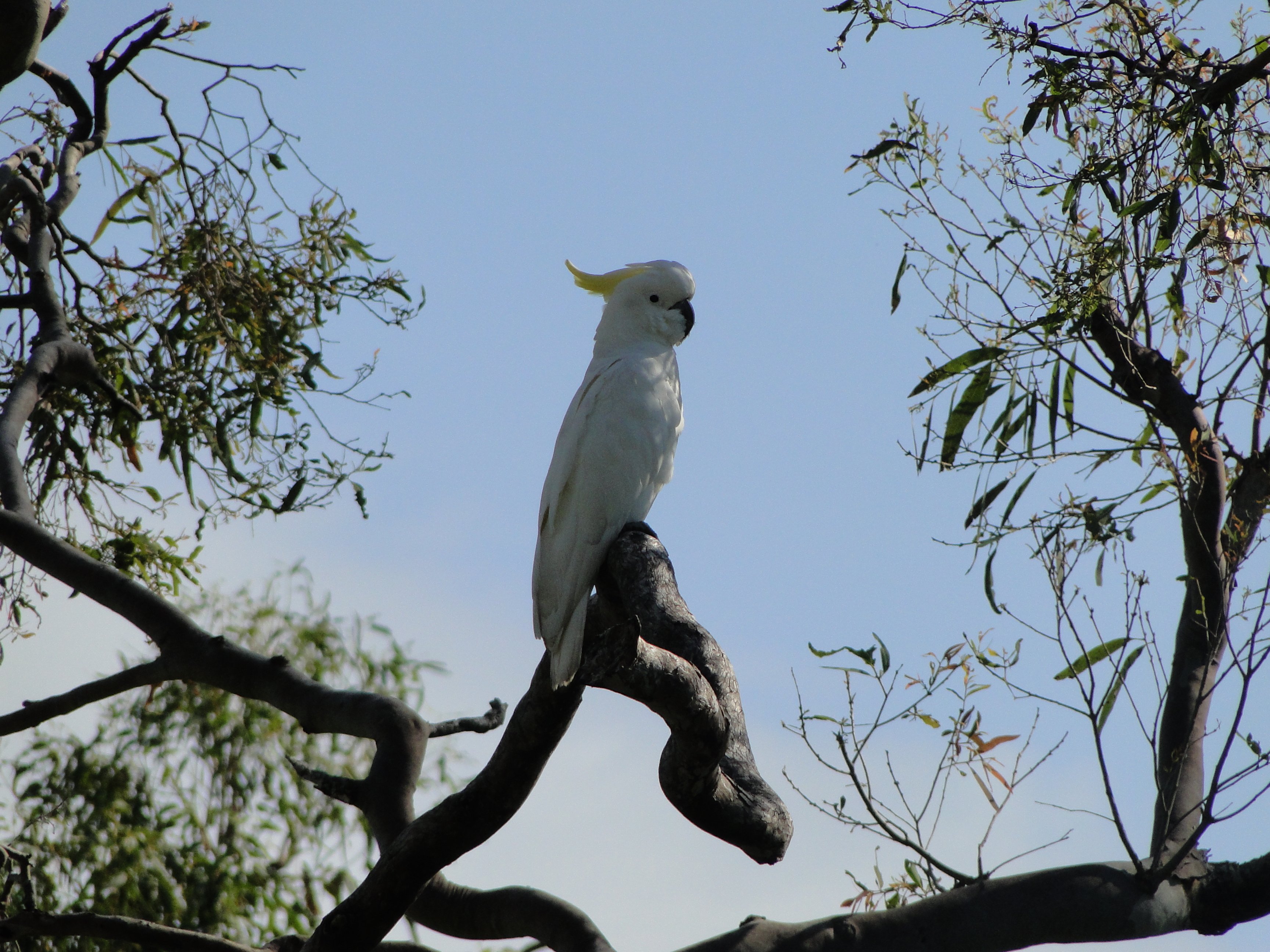 cockatoo, Parrot, Bird, Tropical,  44 Wallpaper