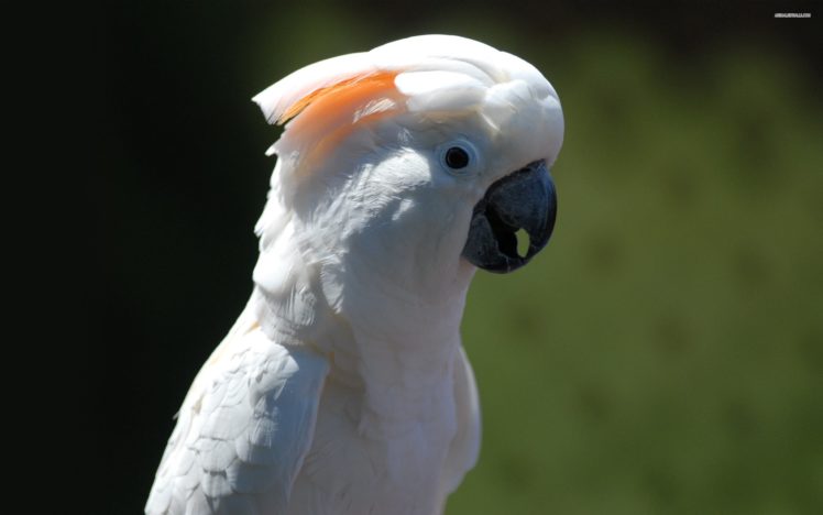 cockatoo, Parrot, Bird, Tropical,  46 HD Wallpaper Desktop Background