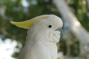 cockatoo, Parrot, Bird, Tropical,  45