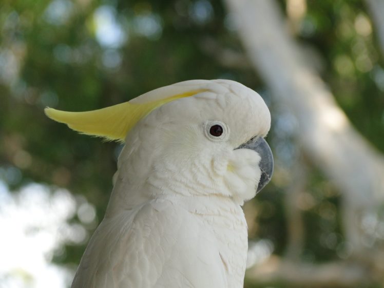 cockatoo, Parrot, Bird, Tropical,  45 HD Wallpaper Desktop Background