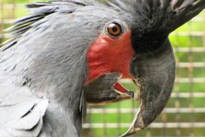 cockatoo, Parrot, Bird, Tropical,  52