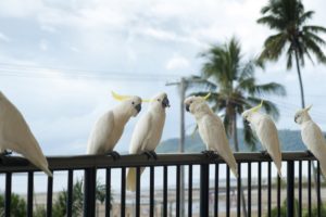 cockatoo, Parrot, Bird, Tropical,  50