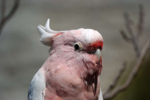 cockatoo, Parrot, Bird, Tropical,  54