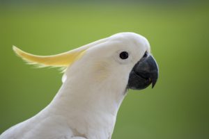 cockatoo, Parrot, Bird, Tropical,  51