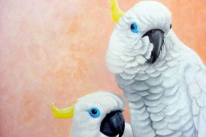 cockatoo, Parrot, Bird, Tropical,  56