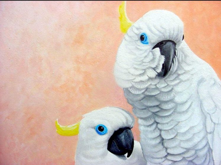 cockatoo, Parrot, Bird, Tropical,  56 HD Wallpaper Desktop Background