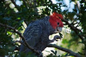 cockatoo, Parrot, Bird, Tropical,  58