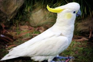 cockatoo, Parrot, Bird, Tropical,  59
