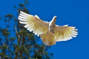 cockatoo, Parrot, Bird, Tropical,  63