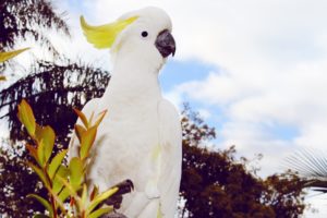 cockatoo, Parrot, Bird, Tropical,  65
