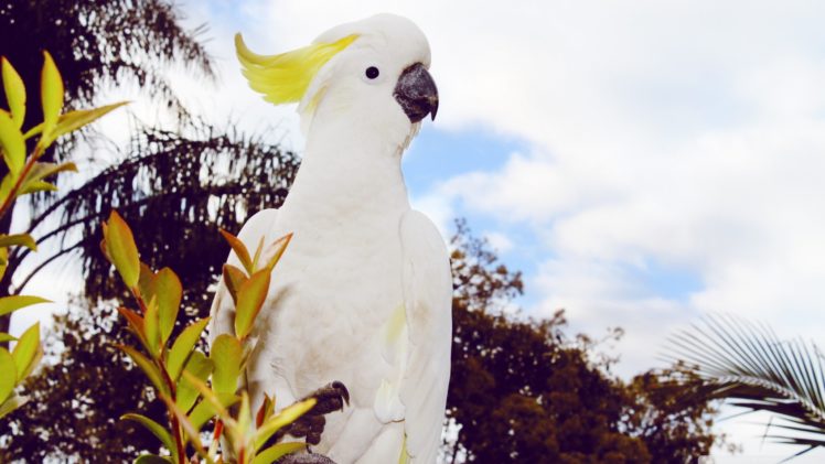 cockatoo, Parrot, Bird, Tropical,  65 HD Wallpaper Desktop Background