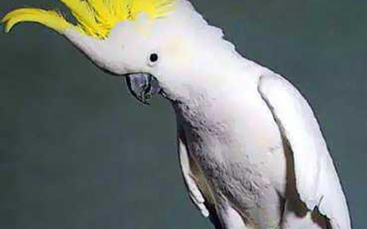 cockatoo, Parrot, Bird, Tropical,  68 HD Wallpaper Desktop Background