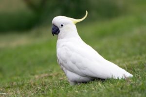 cockatoo, Parrot, Bird, Tropical,  80
