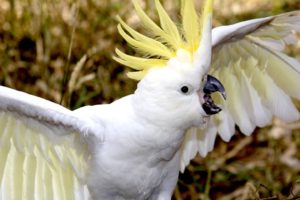 cockatoo, Parrot, Bird, Tropical,  77