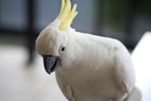 cockatoo, Parrot, Bird, Tropical,  81