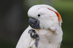 cockatoo, Parrot, Bird, Tropical,  78