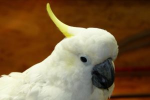 cockatoo, Parrot, Bird, Tropical,  85