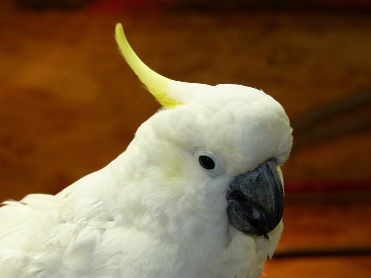 cockatoo, Parrot, Bird, Tropical,  85 HD Wallpaper Desktop Background
