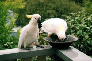 cockatoo, Parrot, Bird, Tropical,  86