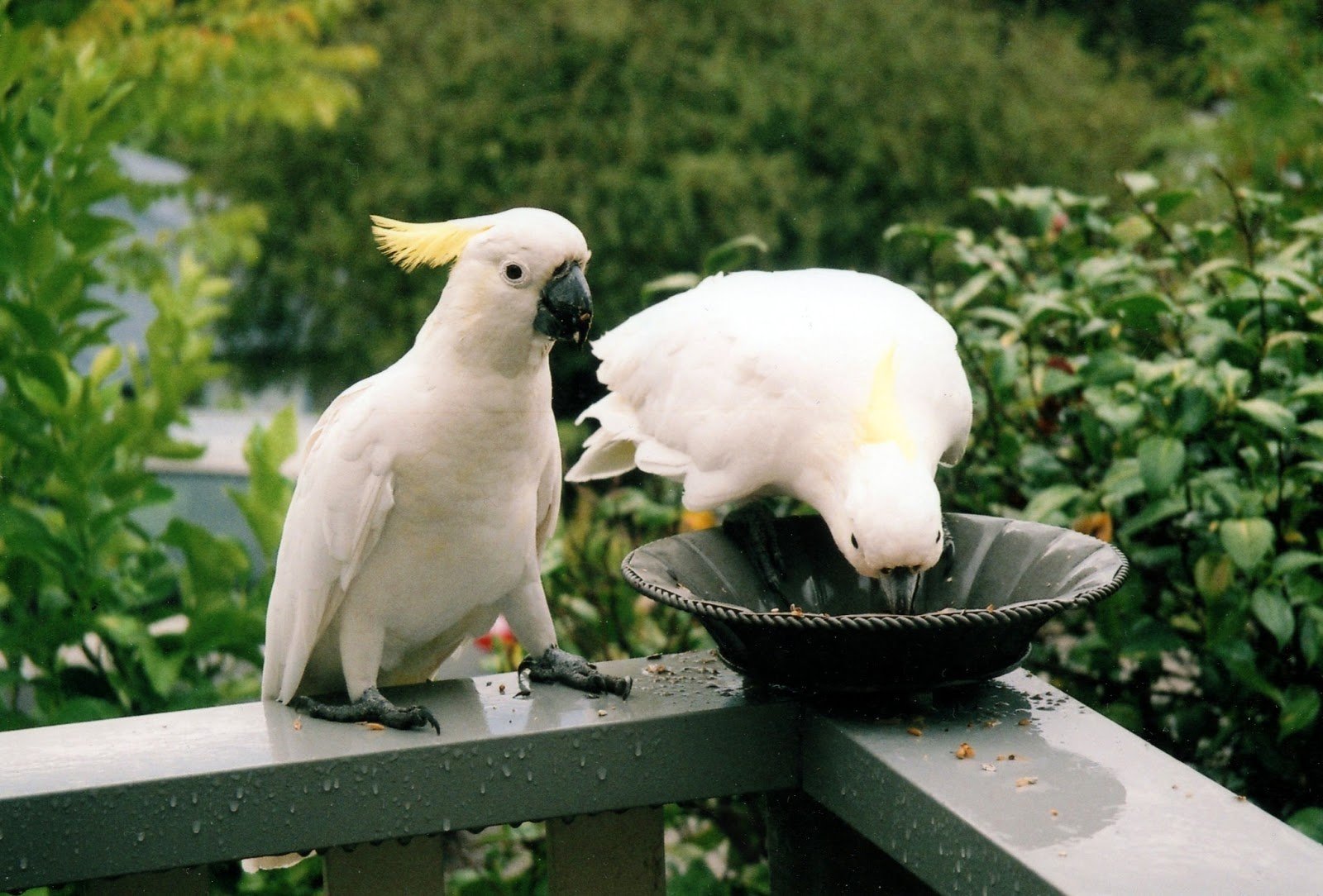 cockatoo, Parrot, Bird, Tropical,  86 Wallpaper